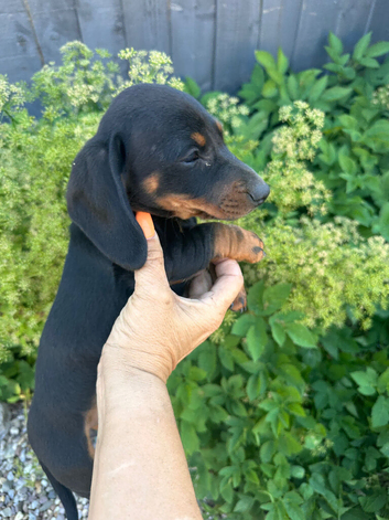 Dachshund puppies