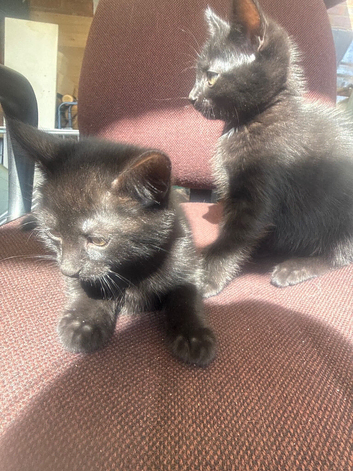 2 black kittens message for more information