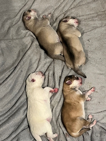 Expecting husky pups