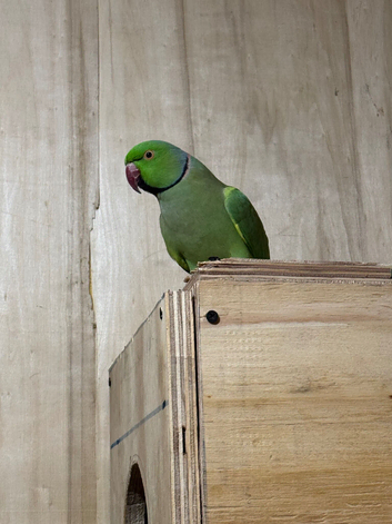 Male Indian ringneck