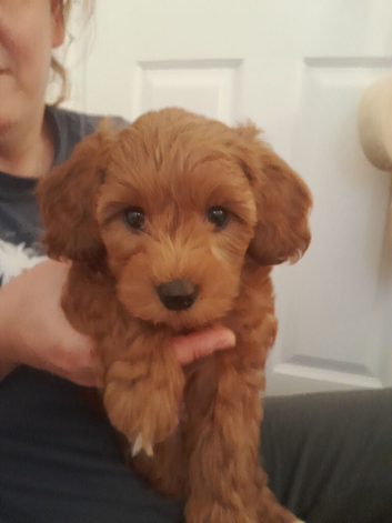Gorgeous girl cavapoo