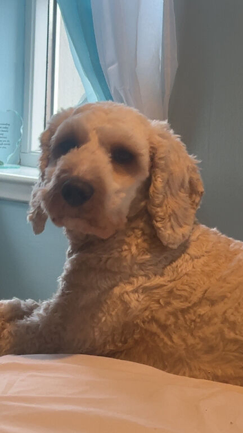 Male cockapoo