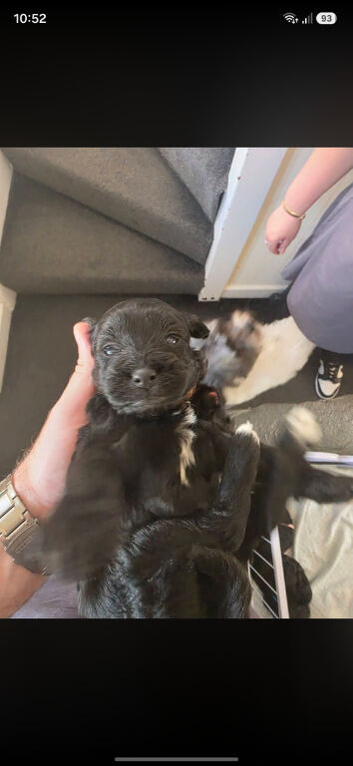Cockapoo shihpoo puppies