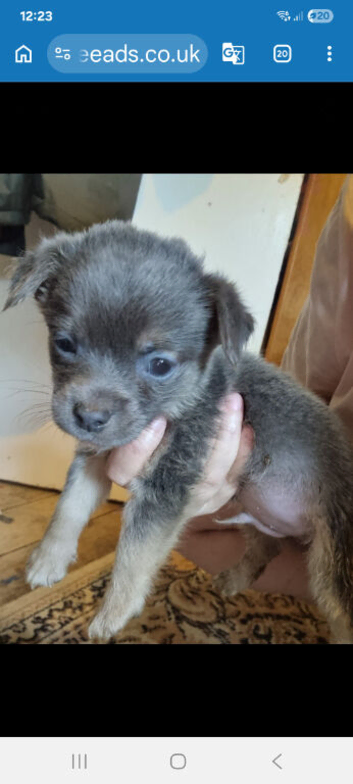 Chiuahhua puppy