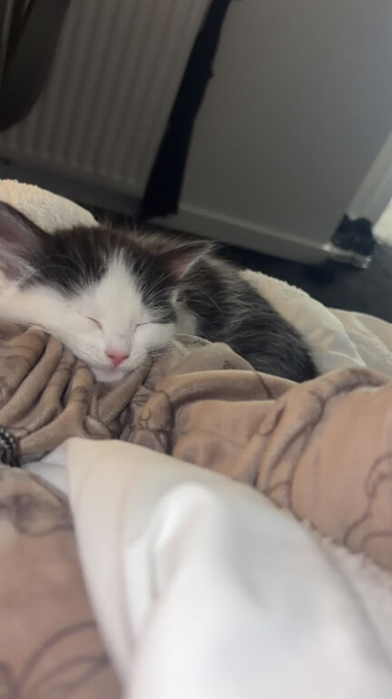 Kittens for sale