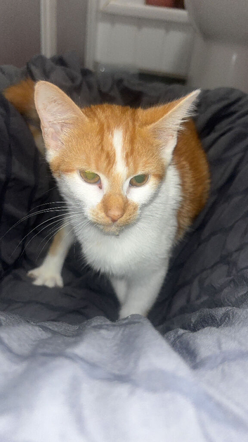 Ginger kittens ready now