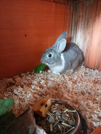 Lovely wee Dutch x Lionhead