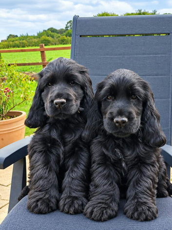COCKER SPANIEL PUPPIES [KC REG]