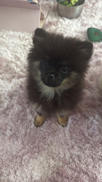 Gorgeous male Pom