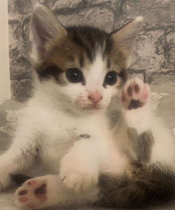 GORGEOUS MAINE COON MIX KITTENS &ndash; 1 BOY & 3 GIRLS AVAILABLE