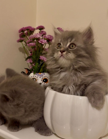 Beautiful British Shorthair & Longhair Kittens