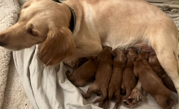 Miniature cockapoos