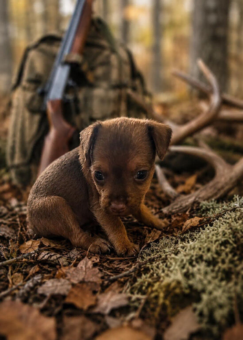 Patterdale puppies