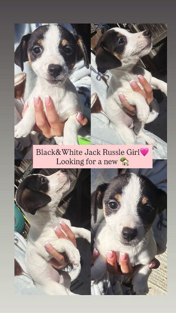 Stunning jackrussel puppies