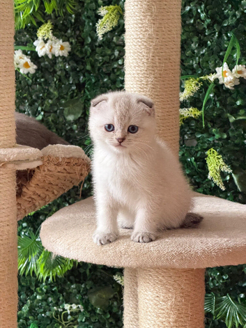 Pure Breed Scotish Straight/Fold Kittens. Delivery available.