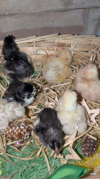 Day old chicks perfect for a broody hen bantums hybrids and a silky
