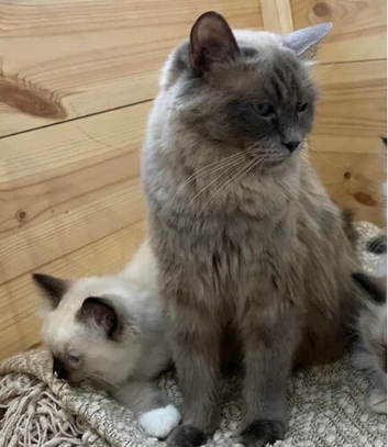 Quality Ragdoll Kittens