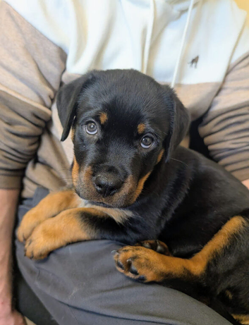 Female ready for forever home