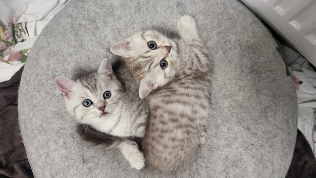 Adorable schottish fold