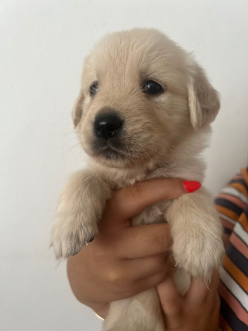Litter of beautiful golden retriever puppies