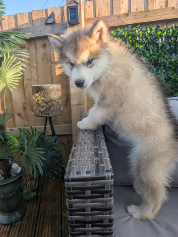 2 males left KC Reg Alaskan Malamute Puppies
