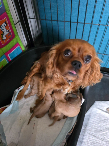 Cavalier king charles