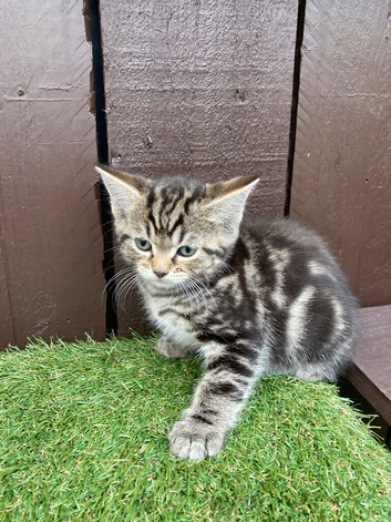 Last Two Boys Reduced Price Siberian Forest Cat x Calico