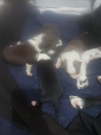 Border collie puppies