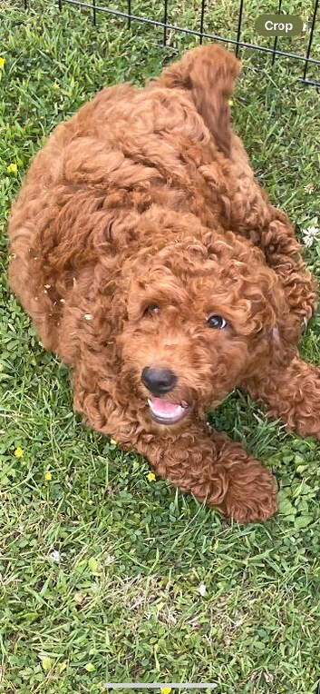 COCKAPOO PUPS