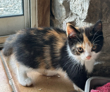 Beautiful Little Kittens