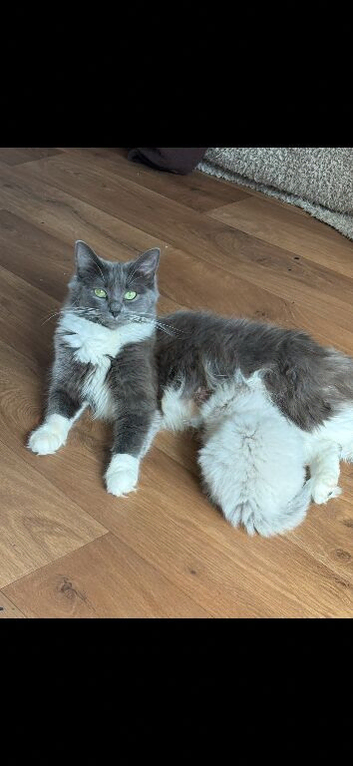 Ragdoll male kitten 10/07/26