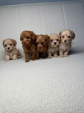 Adorable F1BB teddy bear cockapoos