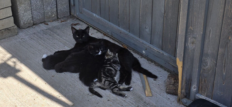 Kittens for rehoming