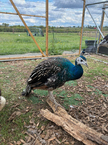 Black shoulder peacocks for sale