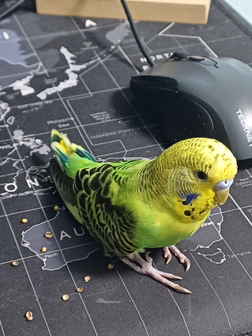 Cute young Budgie