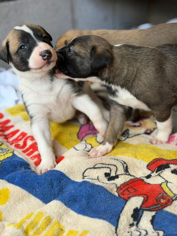 Lurcher puppies