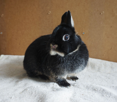Netherland Dwarf Doe