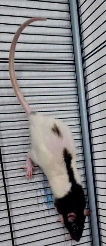 rats