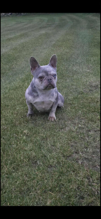 French Bulldog