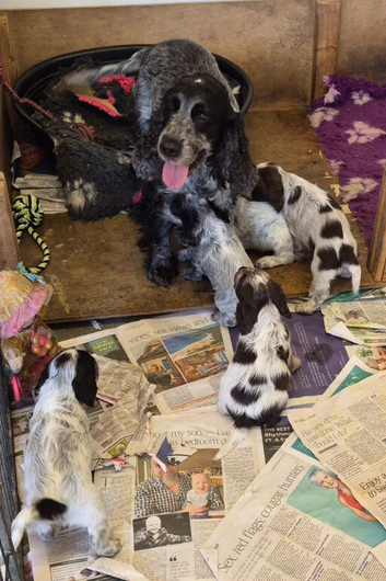 Show type cocker spaniel puppies