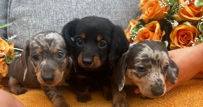 kaninchen dashound puppies