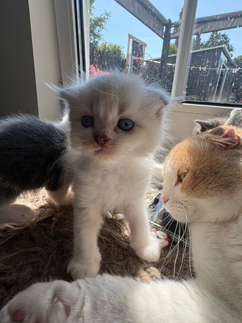 Blue eyes Scottish fold kittens
