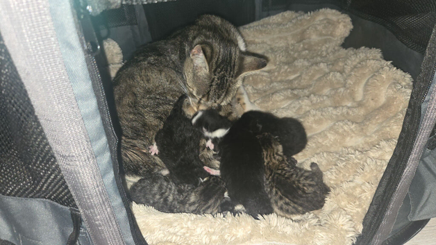 KITTENS AVAILABLE