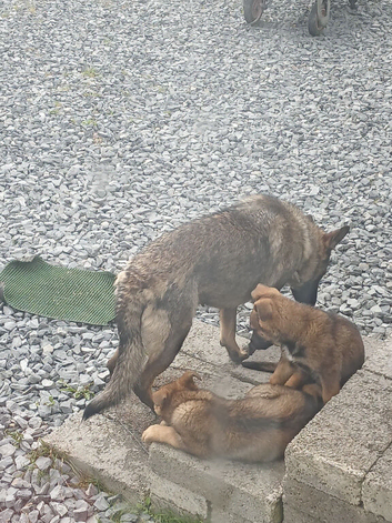 2 German Shepherd puppies