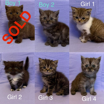 Ready to go British shorthair X Exotic Persian