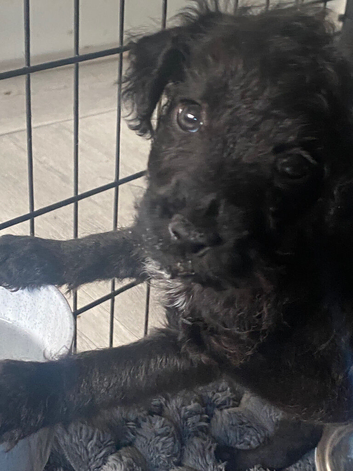 *patterdale pups READY NOW*