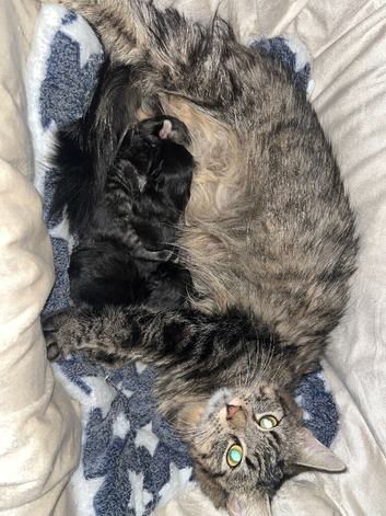 Easter kittens maine coon cross