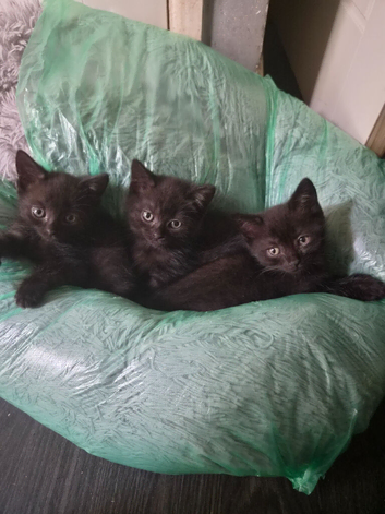 British Shorthair x Domestic Shorthair