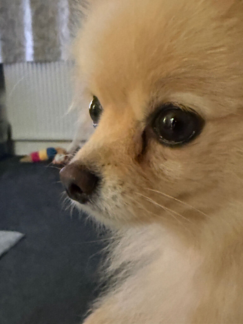 Female Pomeranian