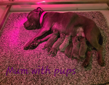 1 beutiful blue boy Staffordshirebull terrier puppy from a litter of 7